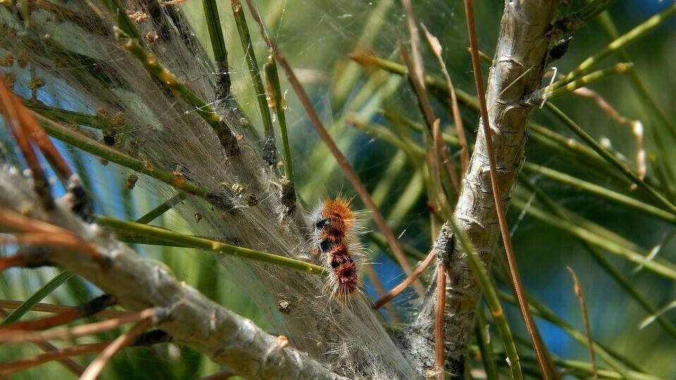 caterpillars-605572_960_720|CartelIVJornadasFeromonas|ant-2510373_960_720